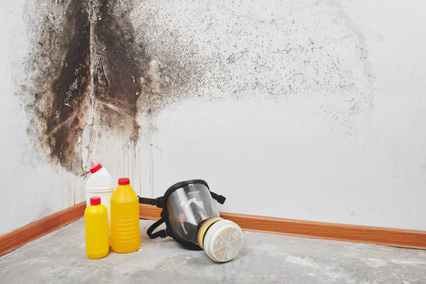 Best Black Mold Remediation in Offutt Af, NE