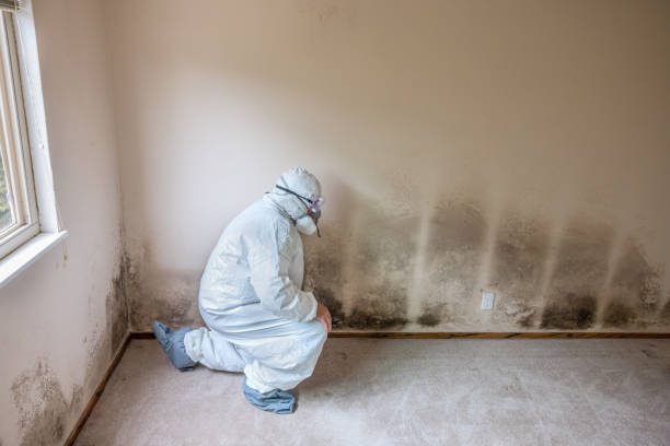 Best Residential Mold Remediation in Offutt Af, NE