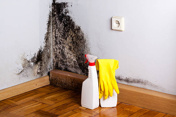 Best Black Mold Remediation in Offutt Af, NE
