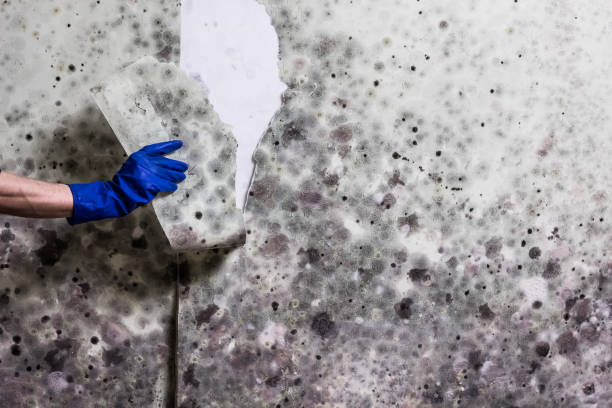 Offutt Af, NE Mold Remediation Company