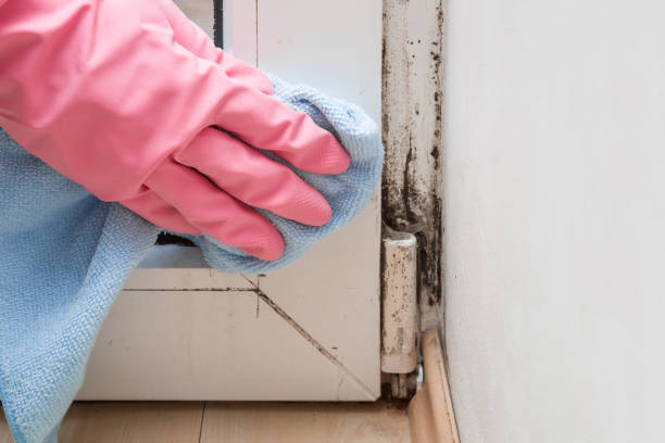 Best Bathroom Mold Remediation in Offutt Af, NE